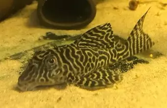 Queen arabesque loricariid